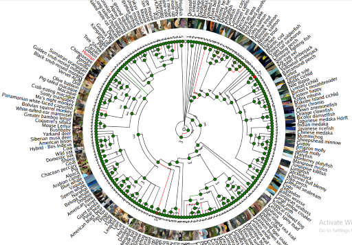 Comparative Genomics 101