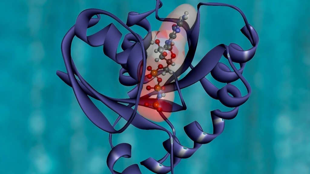 A modelled protein